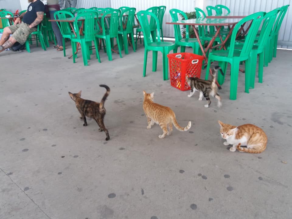 Cats come to see us off on our ferry to Cat Ba Island.