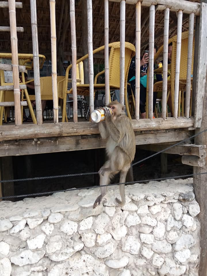 Monkeys learning bad human habits.