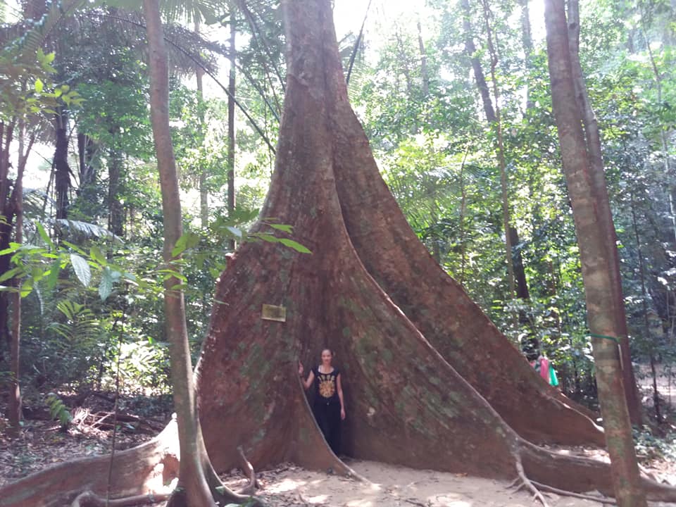 Big trees of Wonderland, Krabi.