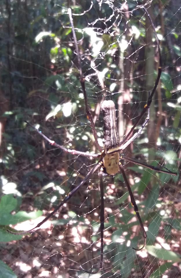 Watch out for the HUGE spiders in Wonderland, Krabi.