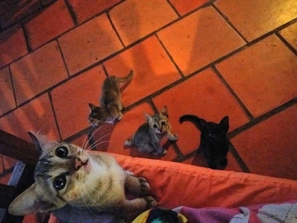Who invited all these cats for lunch?