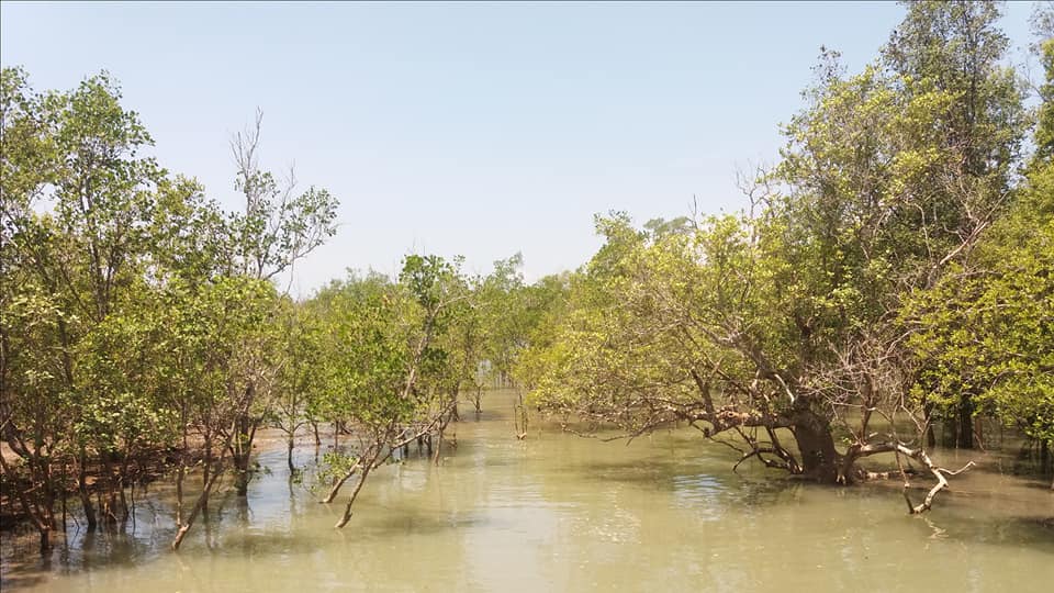 Mangroves, Koh Yao Noi.