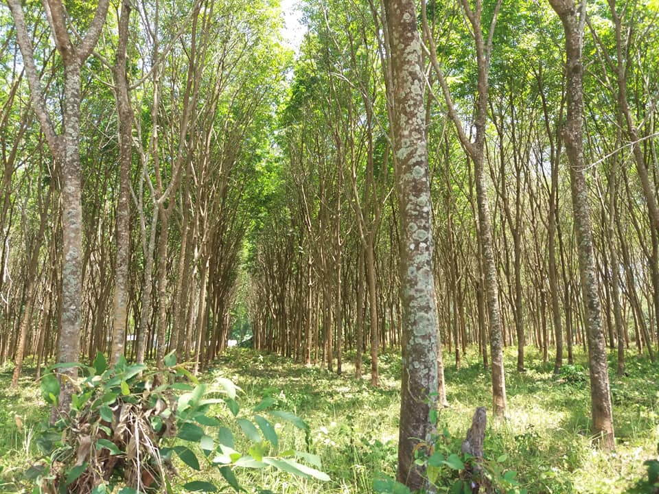 Rubber plantation, Koh Yao Noi.