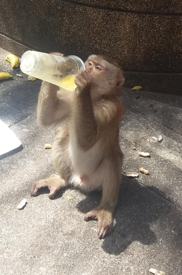 Thirsty monkey at Rang Hill, Phuket Town.