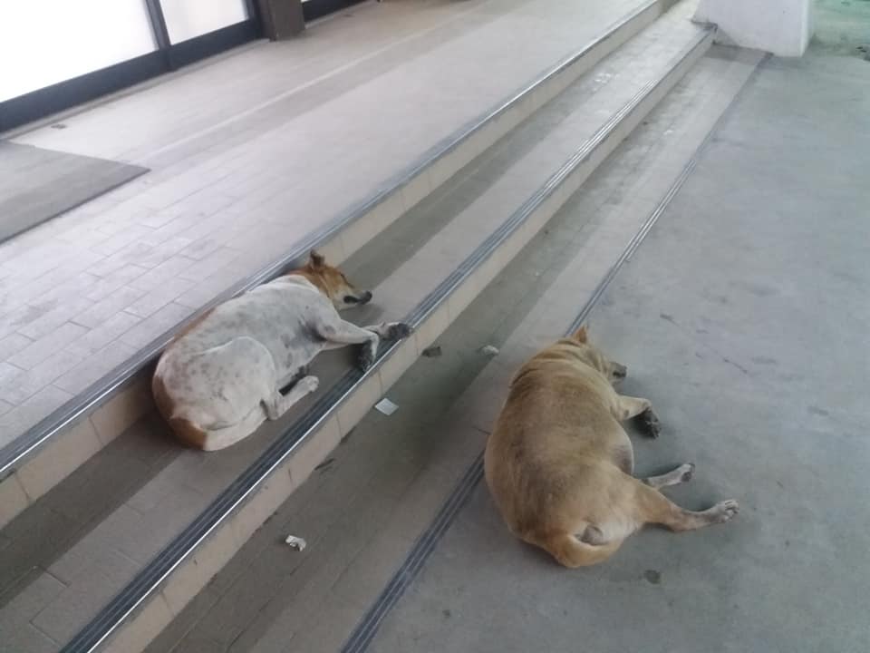 Lazy dogs outside 7-eleven, Koh Lipe.