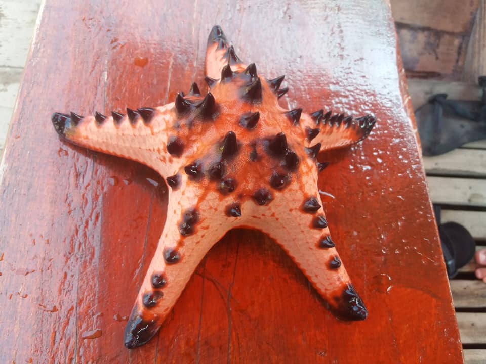 Starfish, Koh Mook.