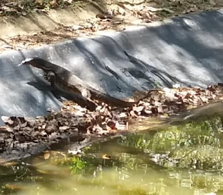 Water monitor lizard in Langkawi Legenda.