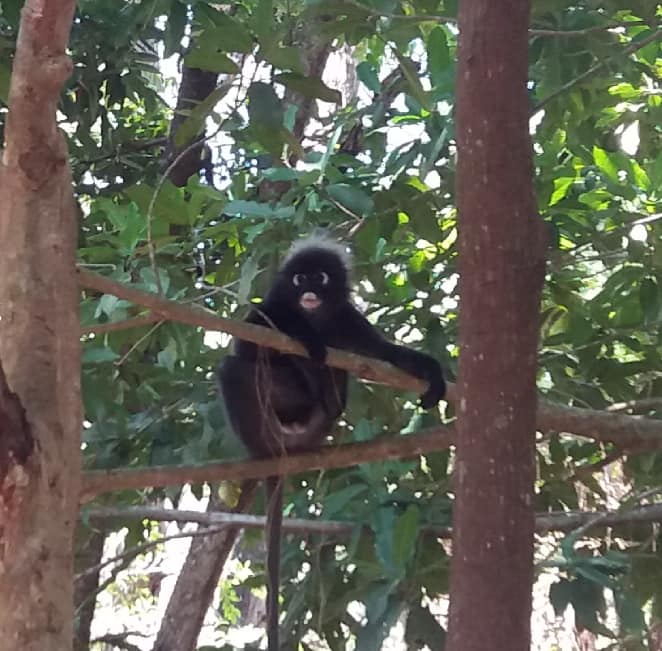 Monkey in Langkawi Legenda.